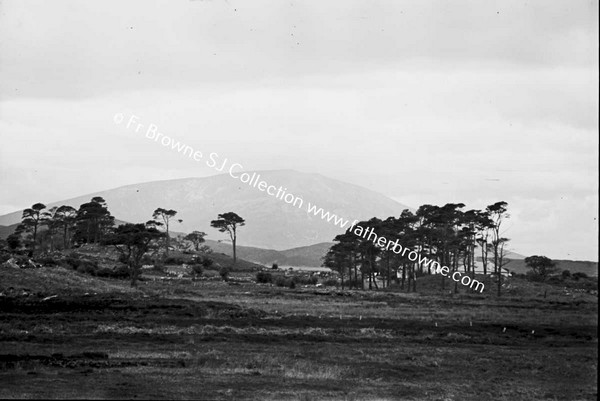 RURAL SCENE WITH FIELDS AND TREES